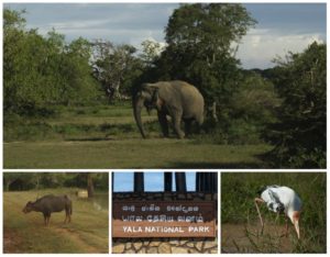 safari à Yala