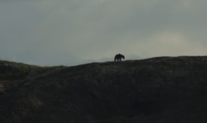 silouette de l’ours du parc de yala