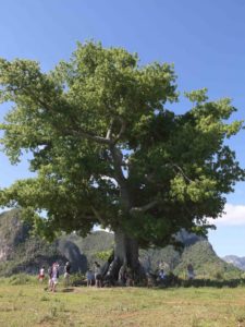 Arbre ceibón