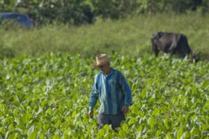 Paysan dans les plantations de tabac