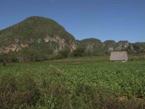 Plantations de tabac