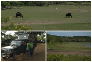 Faune et guides lors du safari à Yala